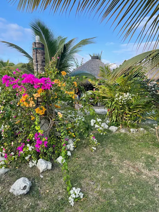 Jardín con buganvillas fucsias, flores y palmeras, con una glorieta de paja al fondo
