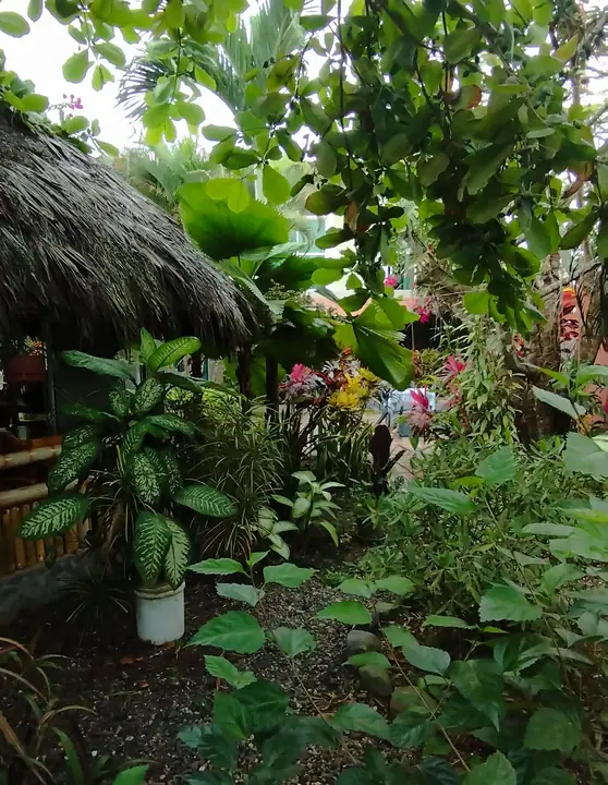 Jardín frondoso con plantas tropicales junto a una cabaña